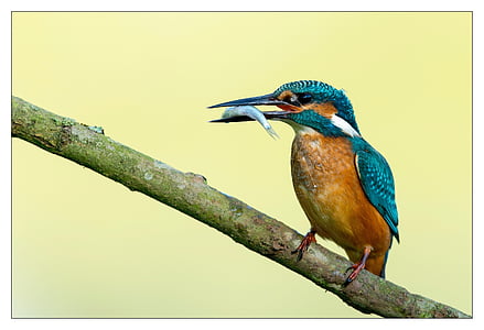 blue and brown kingfisher with gray fish in bilkl