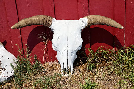 white and brown animal skull leaning on red wall