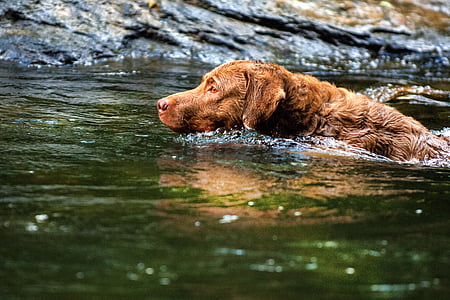 time lapse photography of dog swimming on body of water
