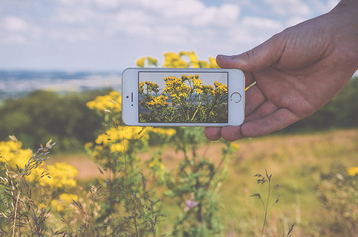 person holding silver iPhone 5s taking photo of yellow petaled flower