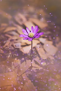 selective focus of purple petaled flower