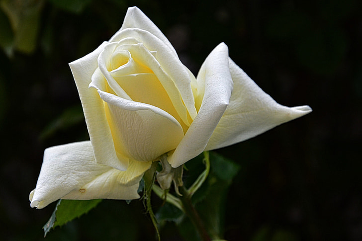 macro photography of white and yellow flower