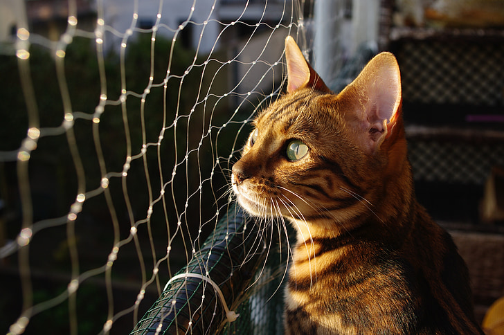 gray tabby cat sitting beside net
