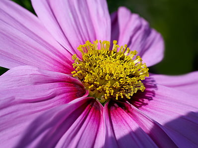 pink and yellow daisy flower in bloom macro photo