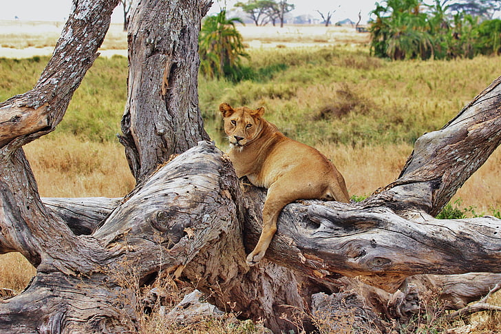 lion, tanzania, safari, serengeti, africa, animal