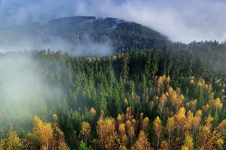 forest covered with fog at daytime