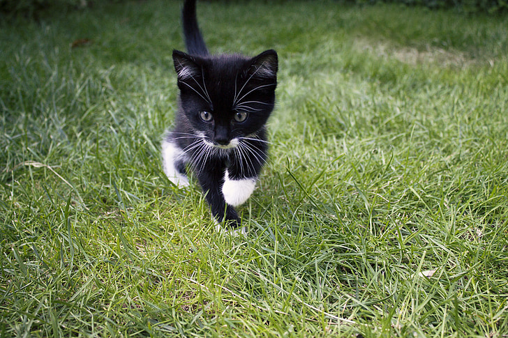 black and white bicolor kitten on green field