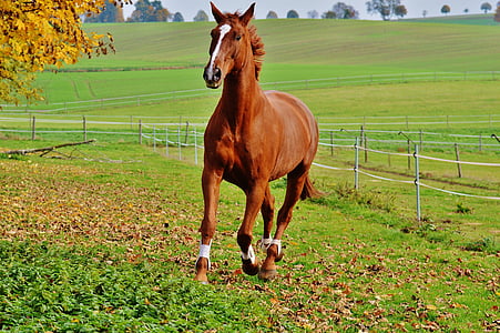 brown horse near tree during daytime
