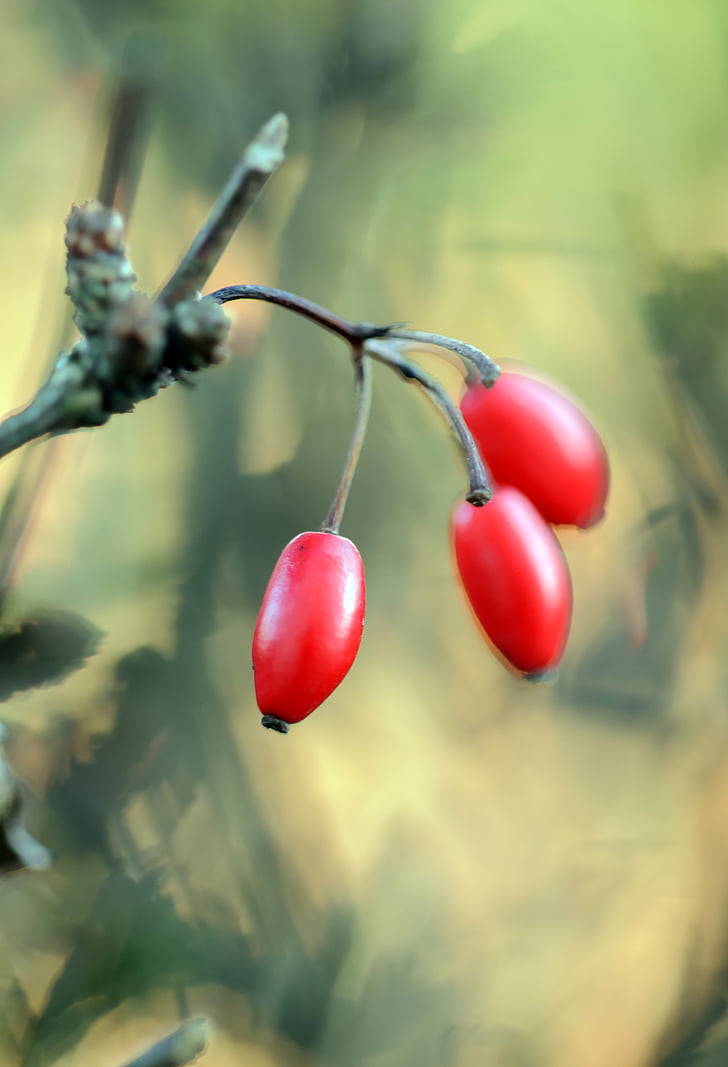 selective focus photography of red berry fruit