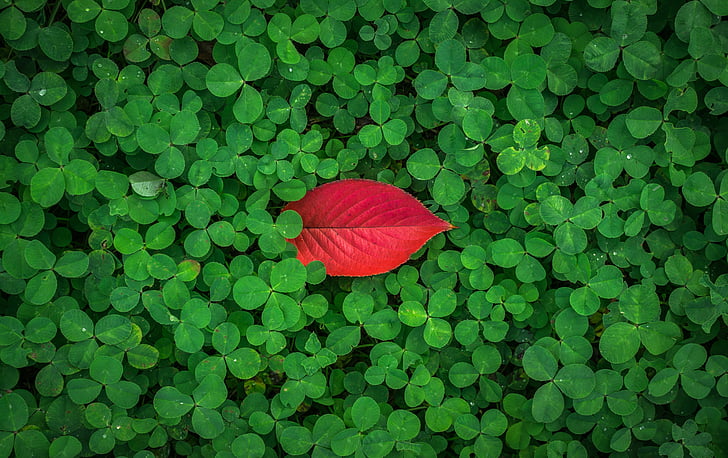 red leaf atop green leaf plants