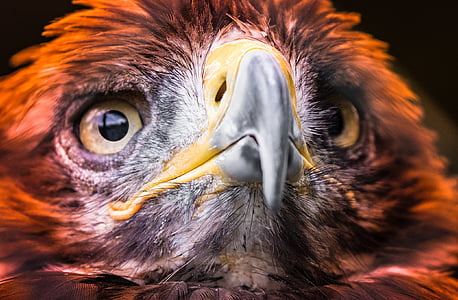 selective focus photography of golden eagle head
