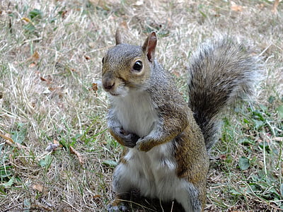 brown and white squirrel
