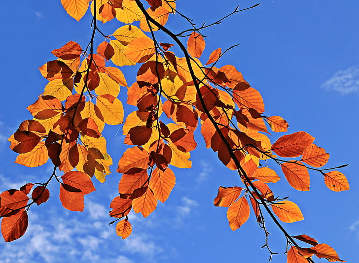 orange leafed tree photo