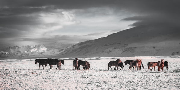 herd of horse in snow field