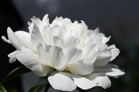 closeup photography of white clustered petal flower during daytime