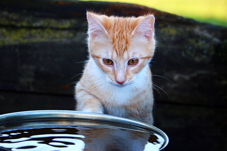 orange Tabby kitten in front of water