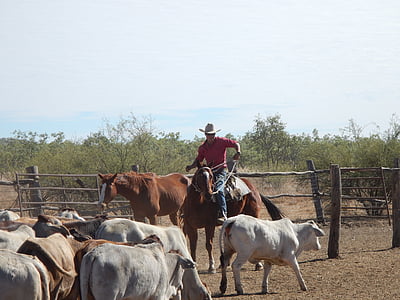 man riding brown horse