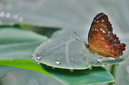 brown and orange butterfly perched on green leaf