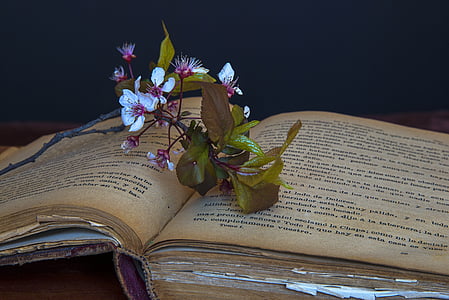 white periwinkle flower on opened book
