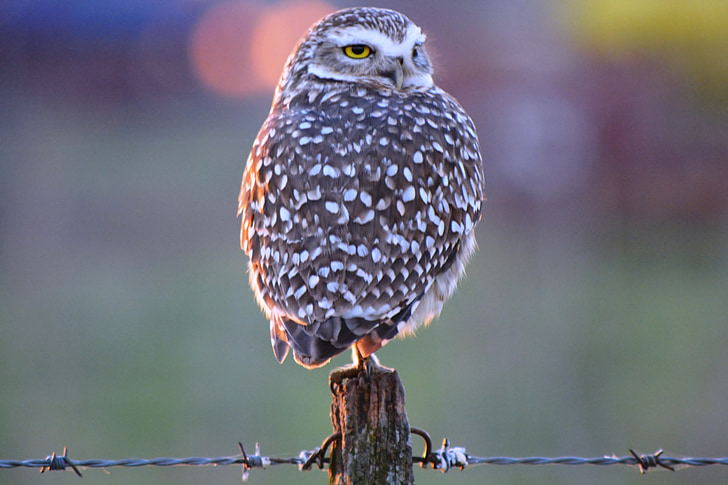 selective focus photography of owl perching on fence