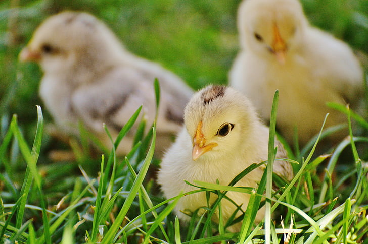 three beige chicks on grasses