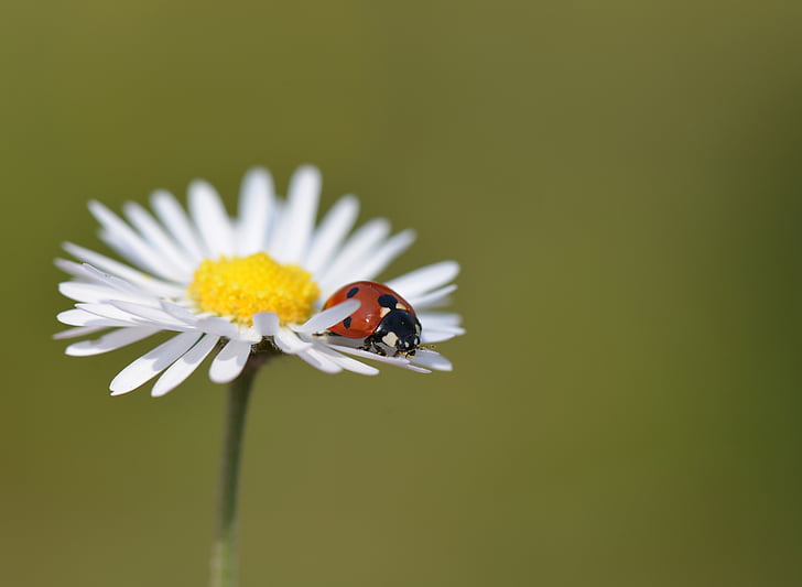 red ladybug on daisy flower