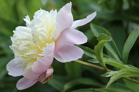 white and pink peony flower selective focus photography