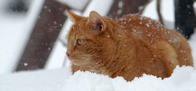 brown fur cat on snow during daytime