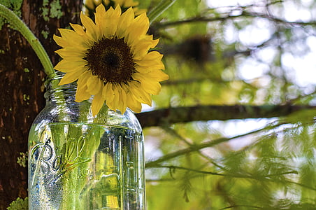 selective focus photography of sunflower in glass jar