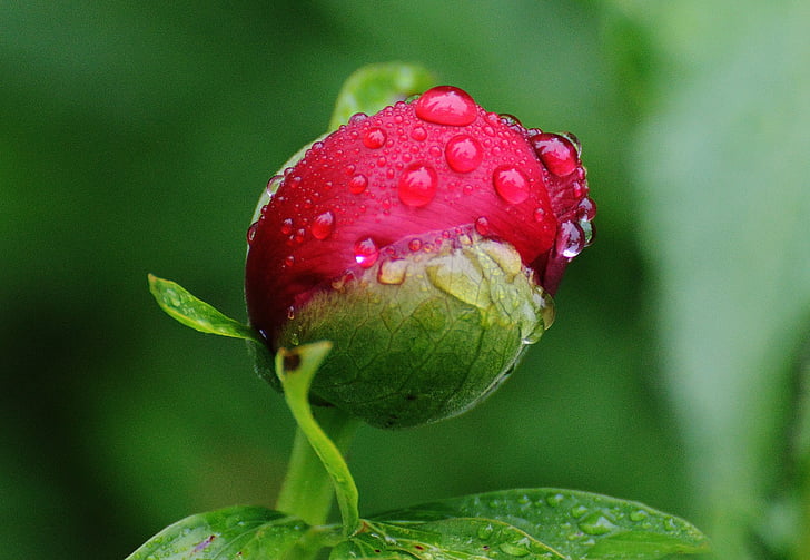 macro photography of red flower with water droplets