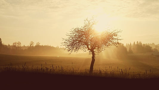 tree standing in the middle of field during sunrise