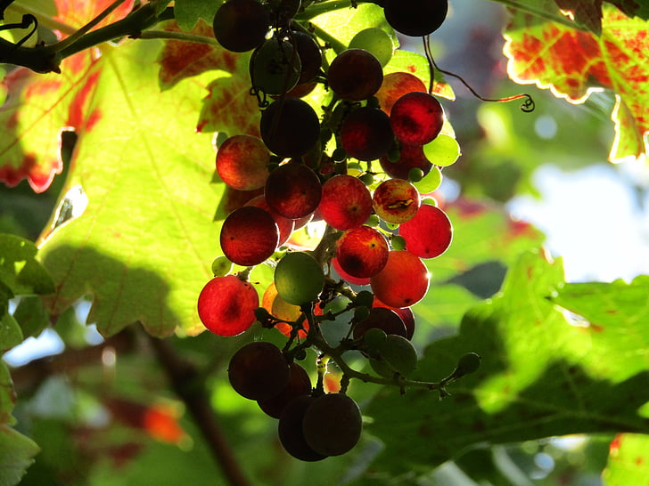 red and green grape fruit taken at daytime