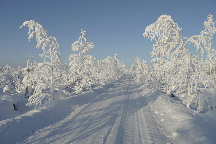 landscape photography of road between trees during winter