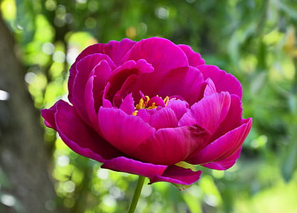 closeup photography of pink peony flower