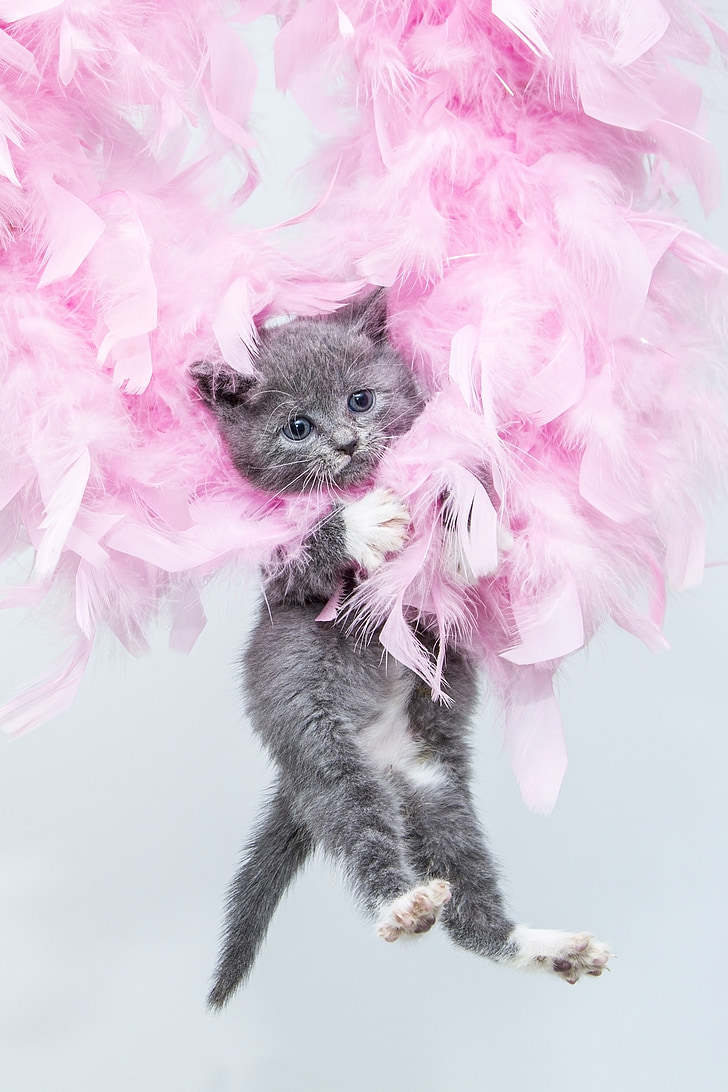 gray Tabby cat lying on pink feathers