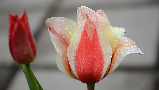red and white tulip flower with water dews