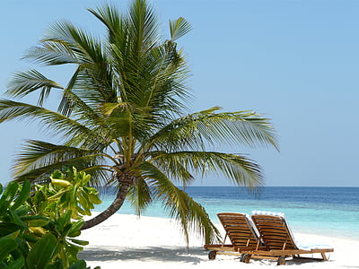 green coconut palm tree and two brown lounge chairs at daytime