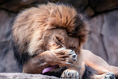 brown lion licking paw while prone lying on rock at daytime