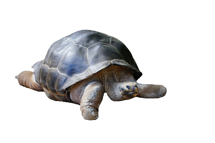 gray tortoise