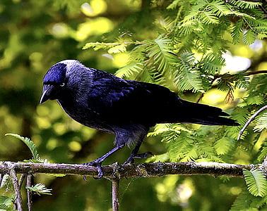 black bird on tree branch