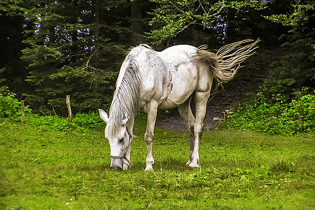 white horse on green grass