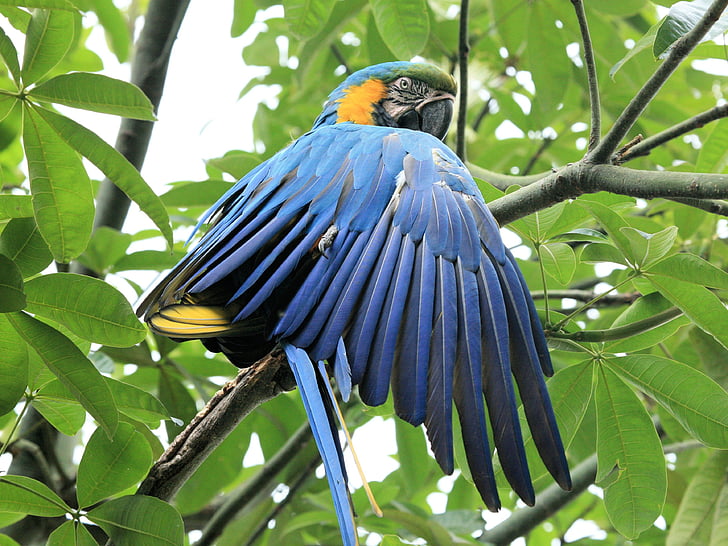 close-up blue macaw perced on tree