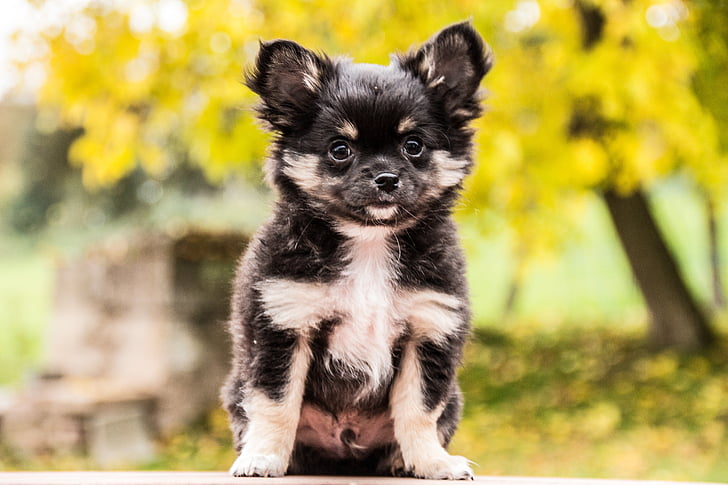 black and white puppy standing on ground
