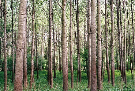 brown trees