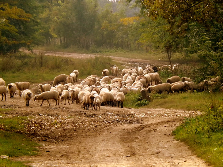 group of white sheep on road between trees