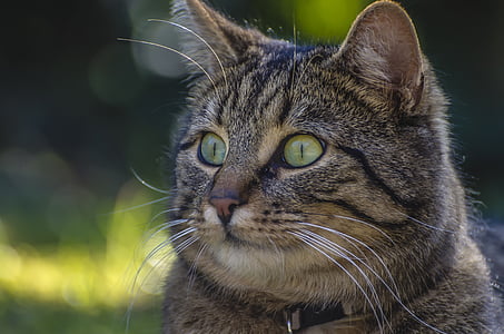 closeup photo of grey tabby cat