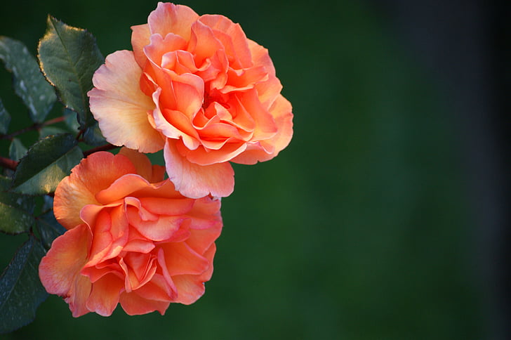 two pink and orange rose flowers