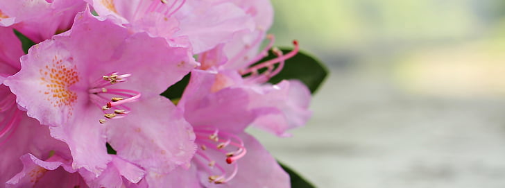 pink azalea flowers in closeup photo