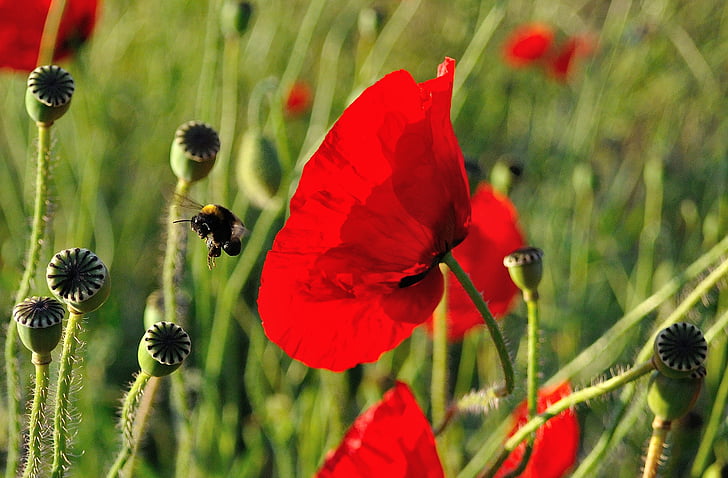 bumble bee flying near red poppy flowers