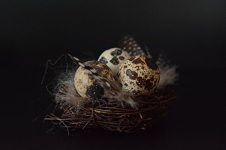 photo of three egg shells on nest